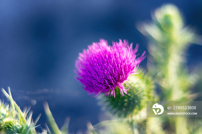 Close-up on musk thistle Carduus nutans fully developed, pink flower.