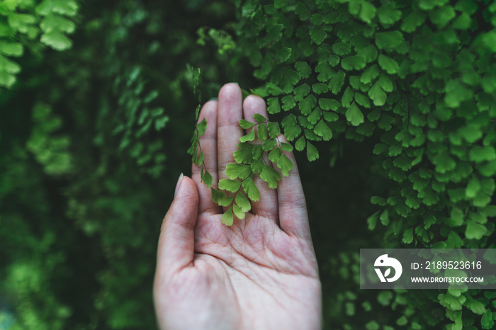 partial view of hand and green leaves