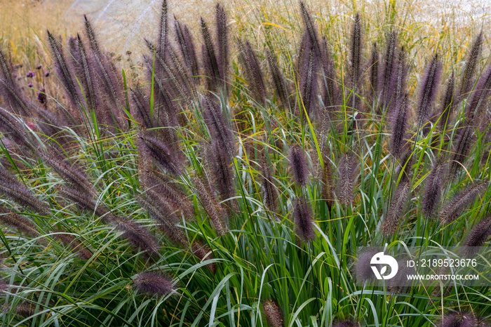 Pennisetum grass (alopecuroides Black Beauty) garden plant