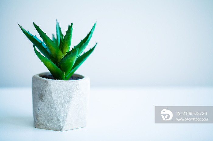 Spa concept. Aloe vera plant on table in bathroom