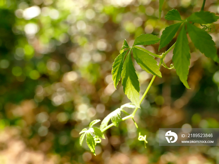 角骨兰，长寿中草药