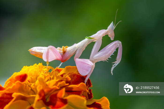 orchid mantis or Hymenopus coronatus