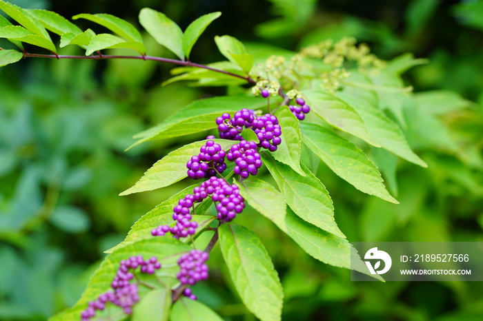 Purple berries of the Beautyberry plant (Callicarpa) in the fall