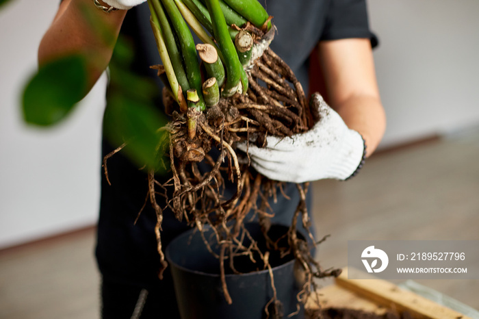 Mans Hands hold Zamiocolcas植物与根，在室内重新种植花卉，室内植物盆栽运输