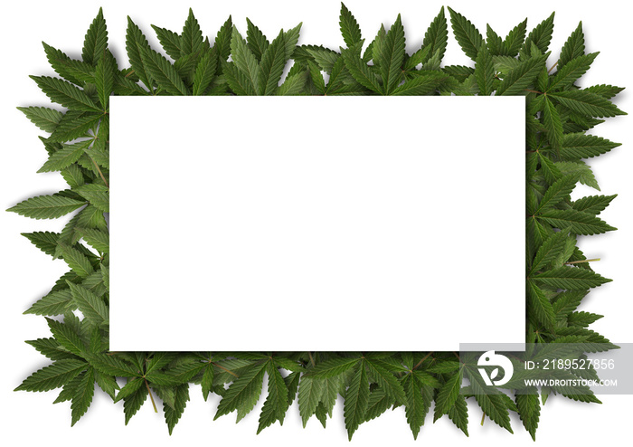 blank card with green fresh cannabis sativa leaves(marihuana) frame on white background