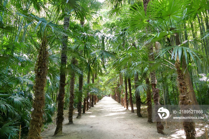 Allée de palmiers dans le parc de la bambouseraie d’Anduze