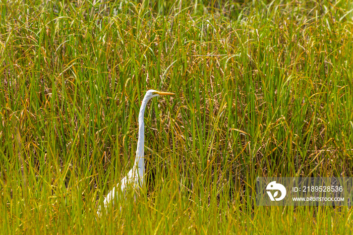 湿地草丛中的白雪鹭