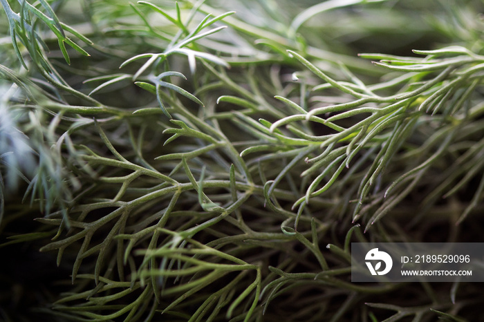 Close-up of rosemary plant