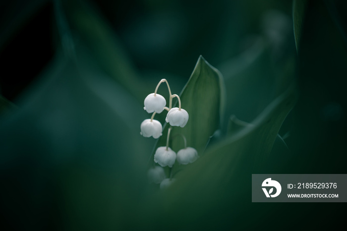 The white lily of the valley flowers in the spring forest. White may-lily flower on clearing in the 