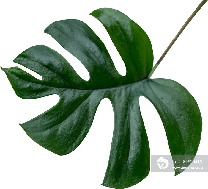 Monstera Jinny叶片植物分离株