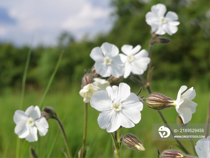 White campion Silene latifolia a dioecious flowering plant