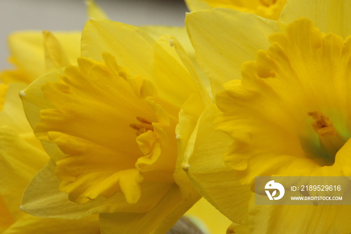 A close up photograph of a daffodil, the national flower of Wales. St Davids Day flower.