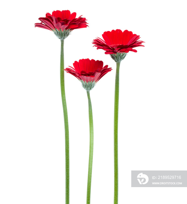 三朵直立的红色非洲菊花，长茎，隔离在白色背景上