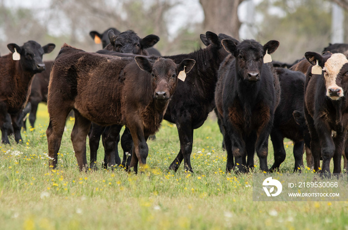 Angus crossbred calves