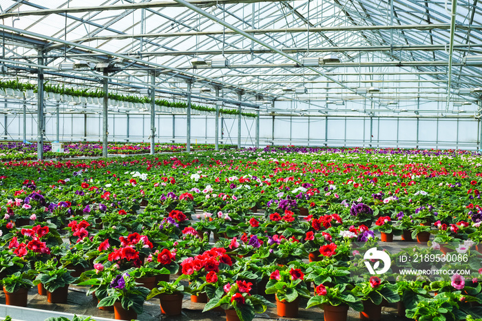 Gloxinia flowering colorful houseplants cultivated as decorative or ornamental flower, growing in gr