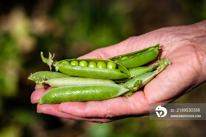 hand holding green peas farming and sustainability