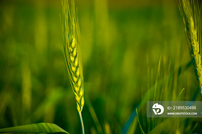 Close-up view of green wheat field in India