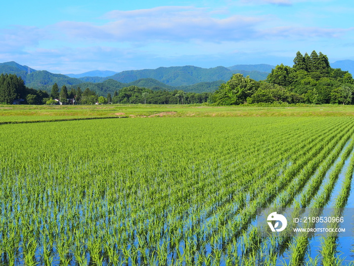 初夏の水田