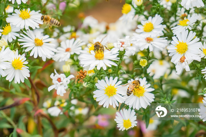 A bee on a chrysanthemum extracts nectar to make sweet honey.