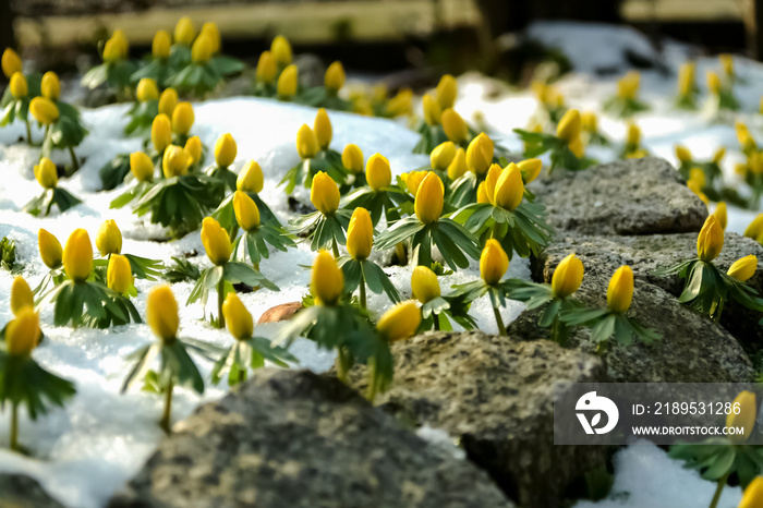 Winterlinge Eranthis hyemalis Blume Frühblüher Schnee Kälte Knospen Sprießen Frühblüher Winter Frühj