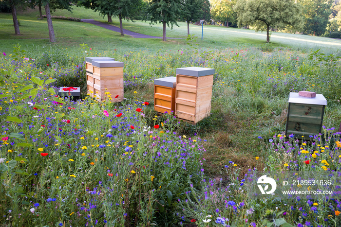 Wooden bee hives in a field of wildflowers