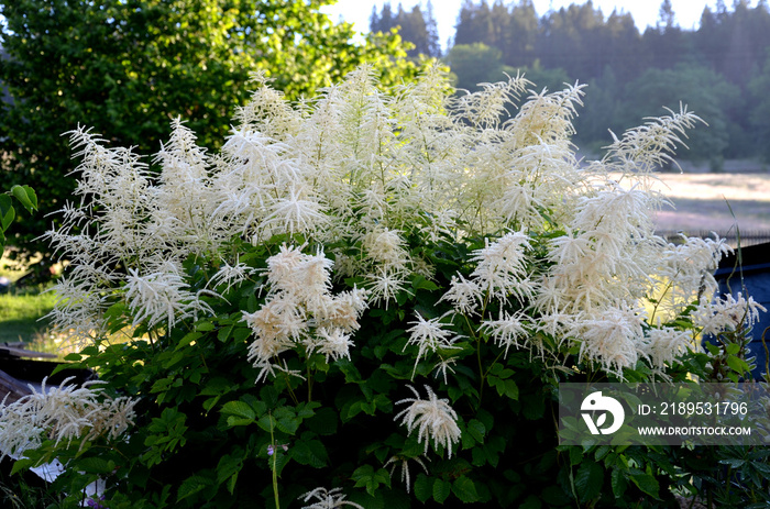 Aruncus dioicus，森林，是一种美丽、粗壮的草本植物，我们的本土植物。它能长到1米高。F