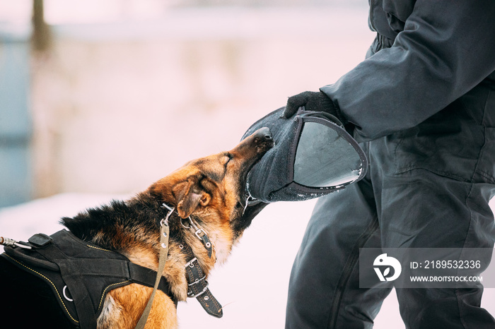 Training Of German Shepherd Dog. Alsatian Wolf Dog. Attack And Defence. Winter Snowy Day.