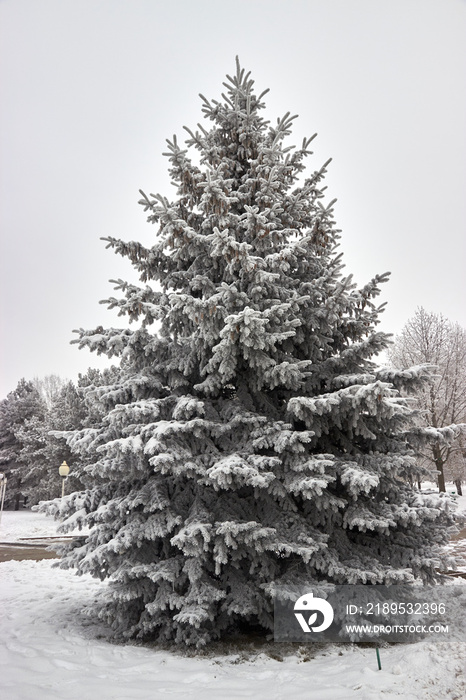 spruce in park covered with snow and frost