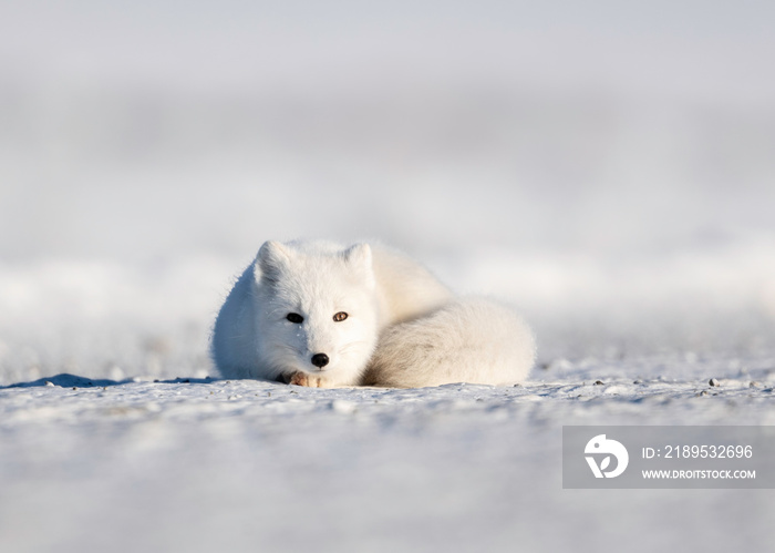 Arctic Fox