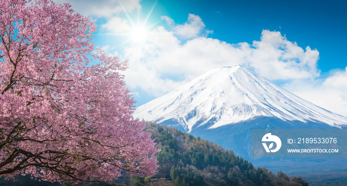 日本川口县蓝天上的富士山和粉色樱花樱花树，白色的木屐