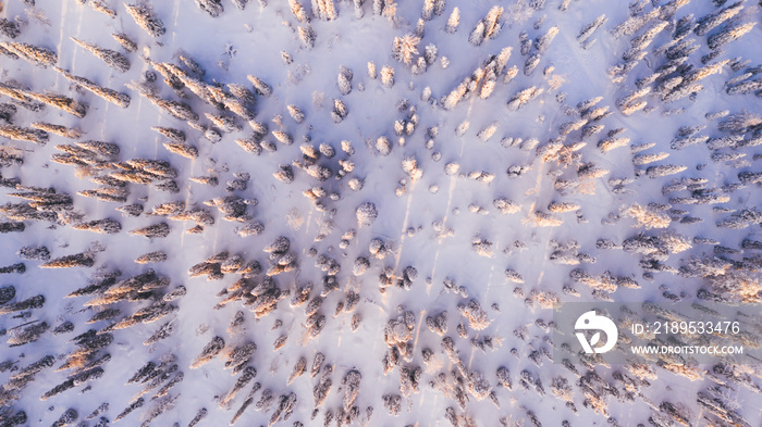 Aerial view from drone of frozen snowy peaks of endless coniferous forest trees in Lapland National 