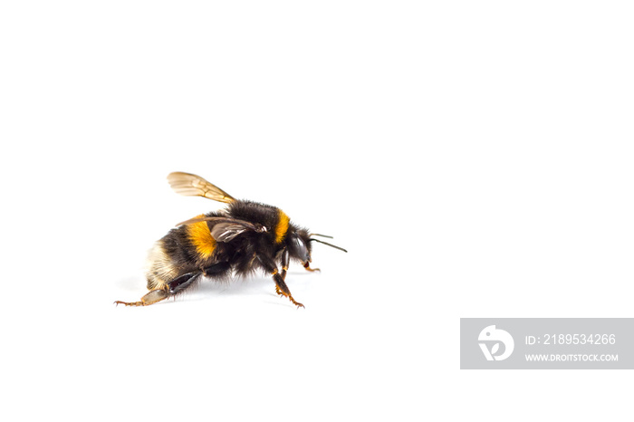 Makro einer Hummel (Bombus) freigstellt