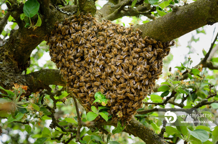 Bienenschwarm