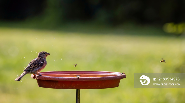 Ein Spatz / Sperling, Bienen und Wespen trinken an einer selbstgebauten Vogeltränke bestehend aus ei