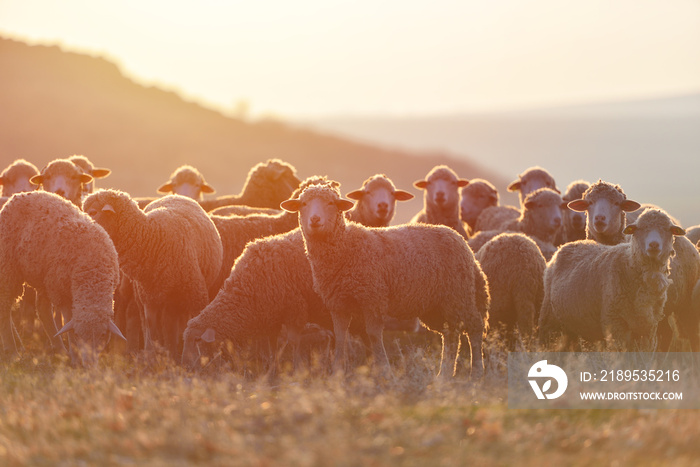Flock of sheep at sunset with warm lens flare