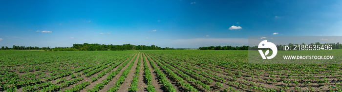 Sunflower plants panorama