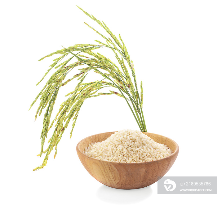 organic paddy rice,ear of paddy, ears of Thai jasmine rice isolated on white background