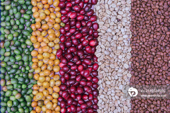 Mix of coffee beans and coffee tree blossom for background.Robusta and arabica  coffee berries by ag