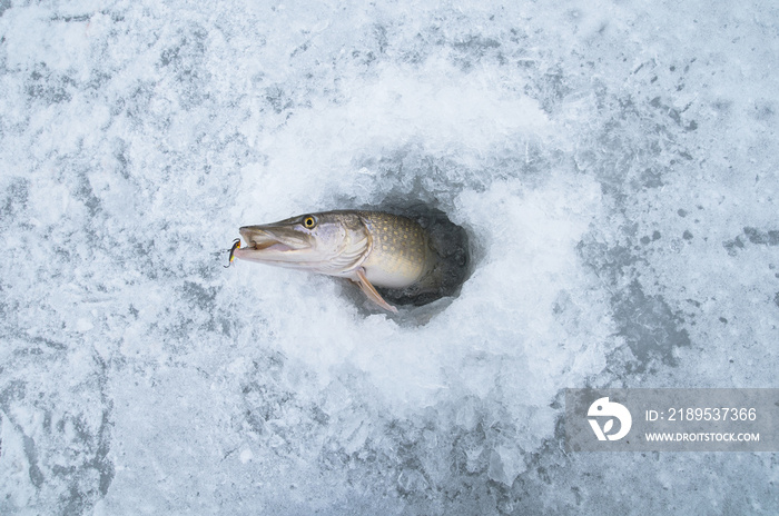Winer冰上钓鱼。冰洞里的派克