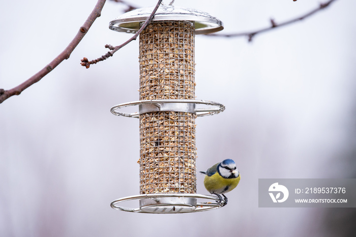 blaumeise an einer futtersäule mit körner für wintervögel an einem baum im kalten winter