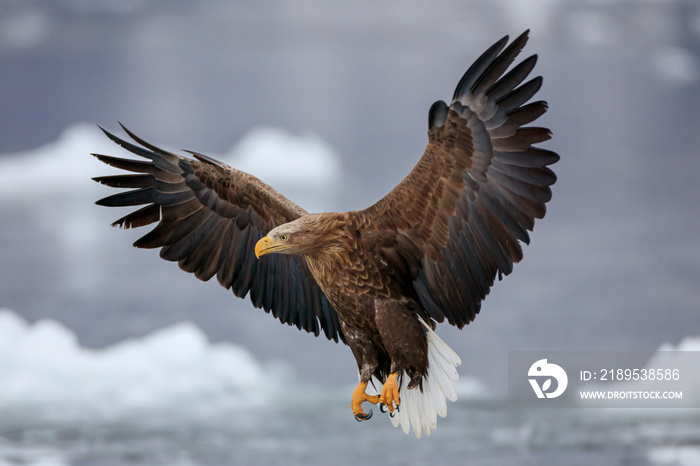 White-tailed eagle flying over ice floe