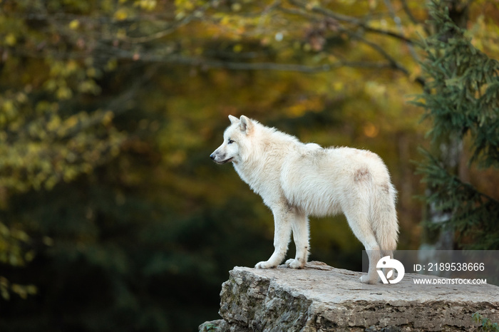 森林中的白狼