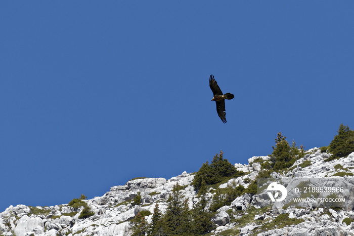 Gypaète barbu dans le ciel du Bargy