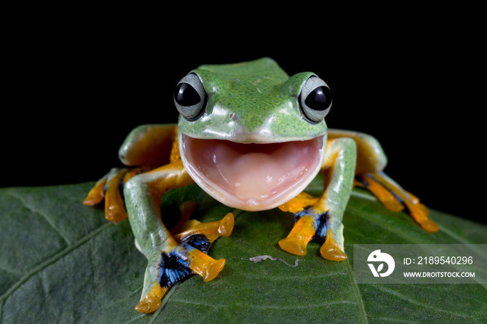 树蛙，飞蛙在绿叶上大笑，动物特写