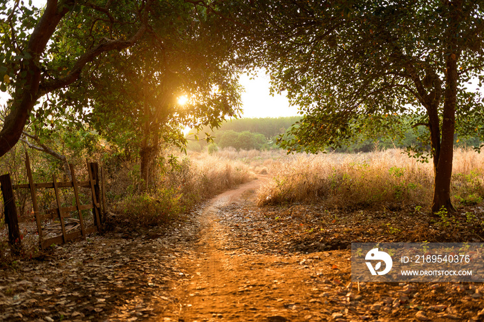 Sunset in the cashew nut tree forest, Cambodia Banlung province.