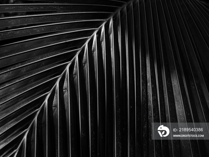 black and white coconut leaf with light and shadow