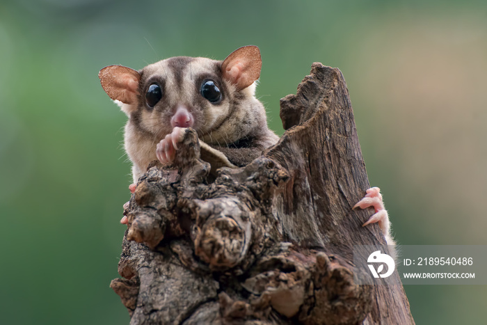 Sugar glider ( Petaurus breviceps ) on tree branch