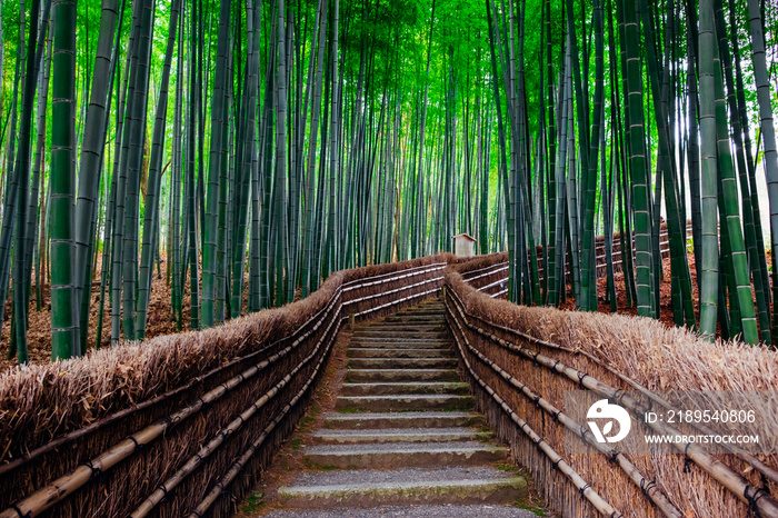 The Bamboo Forest of Arashiyama, Kyoto, Japan