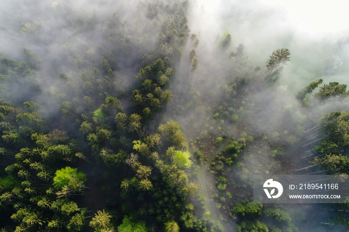 鸟瞰图在瑞士春天的早晨，薄雾穿过森林