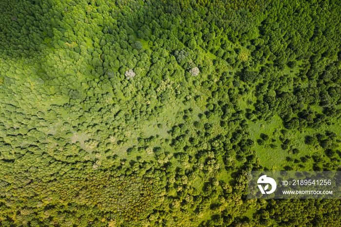 Aerial View Of Green Deciduous Forest In Landscape In Summer Day. Top View From Attitude. Drone View